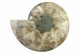 Cut & Polished Ammonite Fossil (Half) - Madagascar #341204-1